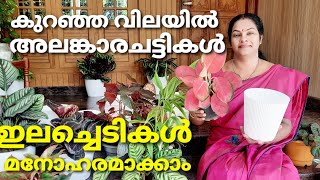 അലങ്കാര ചട്ടികൾ കുറഞ്ഞ വിലയിൽ /Indoor plant settings /ഇലച്ചെടികൾ മനോഹരമാക്കാം / Indoor plants, pots