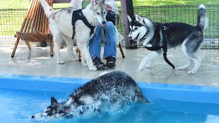 【再会】生き別れた兄弟と感動の再会！かと思いきやプールに突き落とす弟ww　【シベリアンハスキー】