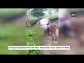 locals rescue elephant calf from a ditch in assam’s golaghat