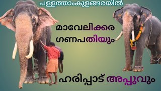 ടാ അപ്പു നിനക്ക് വേണമെങ്കിൽ നീ വേഗം കഴിച്ചോ അല്ലെങ്കിൽ ഇതെല്ലാം ഞാൻ അകത്താക്കും!!മാവേലിക്കര ഗണപതി!!🐘