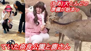 (わあ) 大とんどの準備が始まっていた奈良公園と鹿さん | NARA PARK🫎!