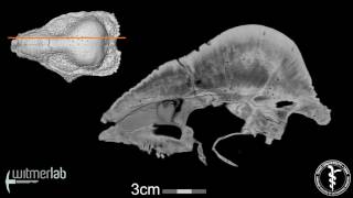 Visible Interactive Pachycephalosaur - Stegoceras - sagittal slice