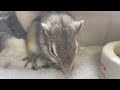 シマリス キキ　カボチャの種とお昼寝　grandma chipmunk kiki pumpkin seeds and nap