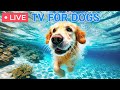 🔴 24 Hour TV for Dogs🎵Best Dog music🐾🩷Separation anxiety & stress-relieving Music for Dogs