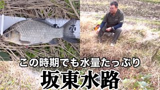 20cmクラスのマブナがいた　茨城県坂東市