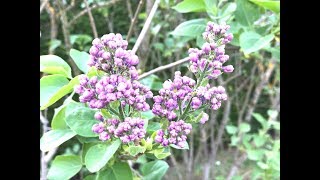 Lilas Commun Syringa Vulgaris 'Katherine Havemeyer' Elle embaume l'atmosphère.