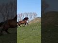 AMAZING Draft Horse Stallion!