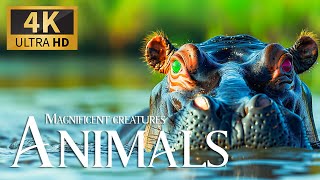 Magnificent Creatures Animals 4K 🐾 Discovery Amazing Wild Film with Relaxing Pia