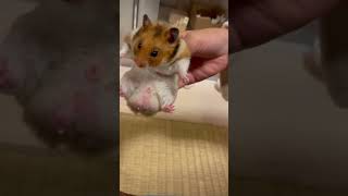 新抵抗ゼロハムスター　いつものえりざべすはコメ欄に貼ってます#ハムスター #hamster