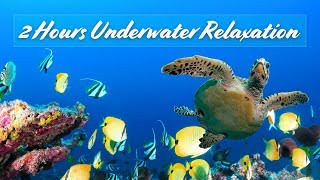 Relaxing Music 💙 (Adorable Sea Turtles & Fish 🐠)