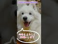 【新年挨拶】サモエドしりゅう