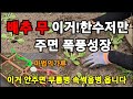 배추 무 초기에 이거!주면 무름병썩음병 없이 두배 폭풍성장! #김장배추무심는법 #배추속이꽉차게하는법 #무심기 #배추무무름병 #배추심기 #김장배추무심는법 #무심는법 #무파종