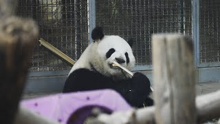 4K-大熊猫萌兰吃竹子 Panda eating bamboo Super cute animalNathan