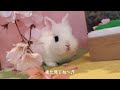 うさぎさんが「お花見」をしてみた♬