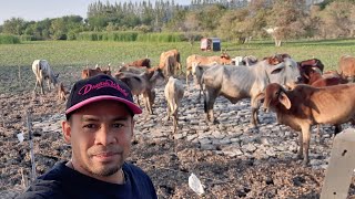 Cattle Farming in Thailand