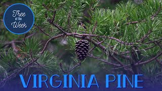 Tree of the Week: Virginia Pine