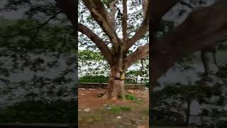 vembanur kulam | vembanoor lake | வேம்பனூர் குளம்