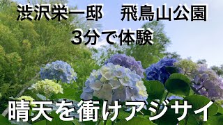 【晴天を衝け】アジサイ散歩　大河ドラマ館のある飛鳥山公園にて