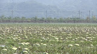 花蓮鳳林「總統瓜」400公頃半數裂瓜壞死 20190425 公視晚間新聞