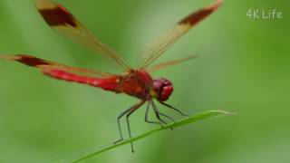 ミヤマアカネ Miyama-akane (a kind of red dragonfly)［ 4K UHD ／ 昆虫 Insect ］