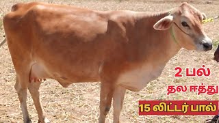 சூப்பரான தல ஈத்து மாடு விற்பனை @Lakshmi-dairy-Farms #cow #dairy #sales #sale #good #farming #farm