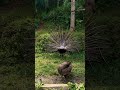 Burung Merak Cantik Dan Indah Sekali #peacock #shorts #fyp