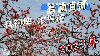 木棉花道美景 台南白河林初埤  2023年3月17日