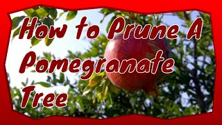 How To Grow a Pomegranate Tree That Bears Fruit For Years - Prune For Maximum Yield!