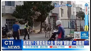 【每日必看】2隻鴕鳥逛大街 公車不敢動 警秒變\