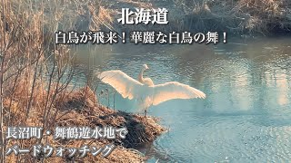 【北海道】白鳥が飛来！華麗な白鳥の舞い！長沼町・舞鶴遊水地でバードウォッチング