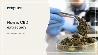 How Is CBD Extracted? - CBD Extraction Methods