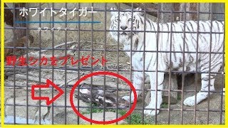 野生シカを猛獣にプレゼント『大牟田市動物園企画』