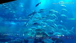 VillageBoyJunaid in Dubai Mall with Giant Fish, aquarium, দোয়া, দরুদ মা শা আল্লাহ