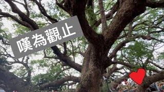 尋訪之旅｜千年樟樹公 #心誠則靈