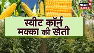 Sweet Corn Farming | स्वीट कॉर्न मक्का की खेती, जानिए किस्में, देखभाल और पैदावार | Agriculture News