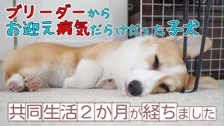 隔離生活を止めて２か月、先住犬を含めみんなの成長ぷりが感動的でした