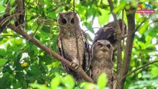 動物園上班超級浪漫 野生領角鴞窗外陪伴 A Romantic Owl Date (With English Subtitles)