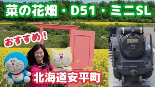 『菜の花＆D51とミニSL体験』父が12年前にYouTubeで紹介していた安平町の菜の花畑にやっと行けた♪素晴らしい景色！道の駅 あびらD51ステーション【北海道旅行・観光・ツーリング ・ドライブ】