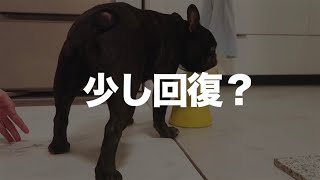 9月27日の夜　まっすぐ立てた！少し回復？