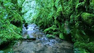 Birds chirping in the forest, babbling brook, nature sounds, creek sounds, fores