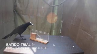 How innovative are great-tailed grackles?