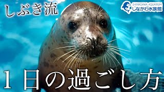 ゴマフアザラシの赤ちゃん～俺の1日～＠しながわ水族館