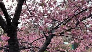 20240223松戸宿坂川河津桜(メジロが沢山編)