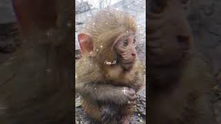 Monkeys, Baby monkey videos   BeeLee Monkey Fans #Shorts EP1050