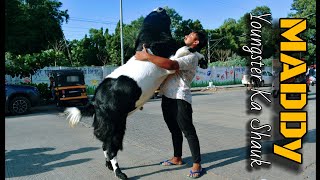 Maddy of Alishaan Goats Pune Series | Metro MGF | KausarBaugh Bakramandi