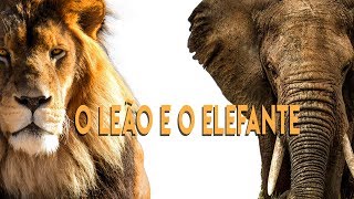 O Leão e o Elefante - Quem é você? | vídeo motivacional para sua semana