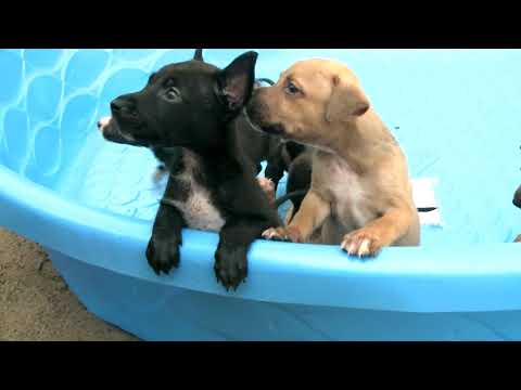 6 puppies rescued from sealed plastic bin in dumpster 6 puppies rescued from sealed plastic bin in dumpster