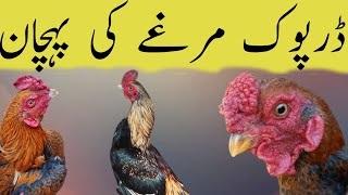 Darpook murgy ki pehchan | Larai main darpook murgy ki pehchan | Aseel ki pehchan