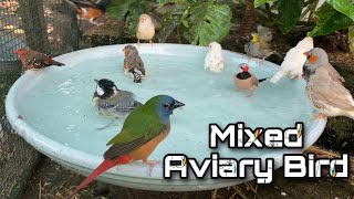 Mixed Aviary Birds - Canary, Goldfinch, Diamond Firetail Finch, Cuban Finch, Zebra and More