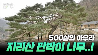 500년에서 오는 아우라는 다르구만.. 지리산을 쏙 빼닮은 소나무!! #산청 #청송사 #소나무｜MBC경남 230301 방송